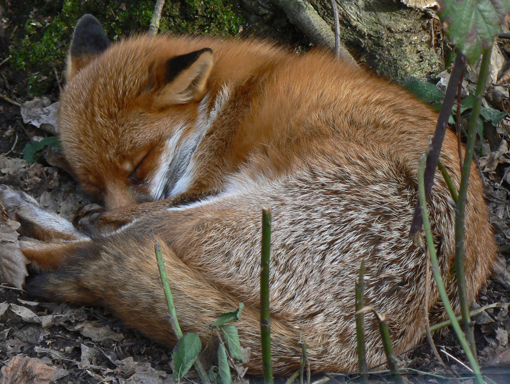 Aktionsbündnis Fuchs LINKES FORUM